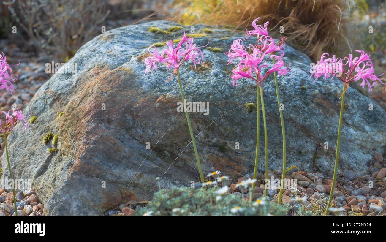 Pink Perennials in bloom - Bowden Lillies, Nerine bowdenii . Stock Photo