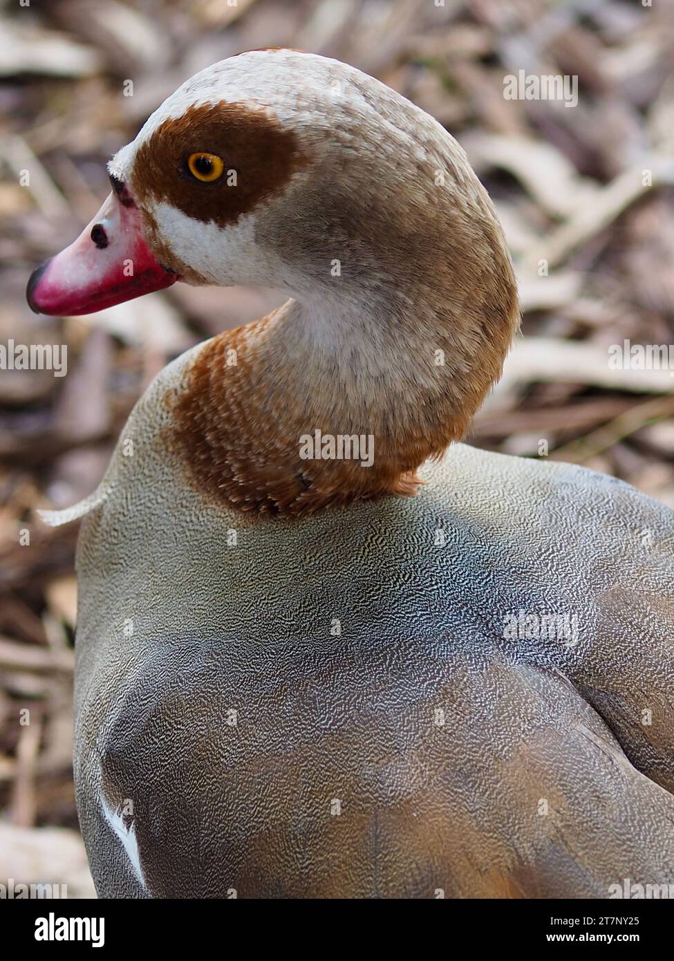 Spectacular refined male Egyptian Goose in outstanding beauty. Stock Photo