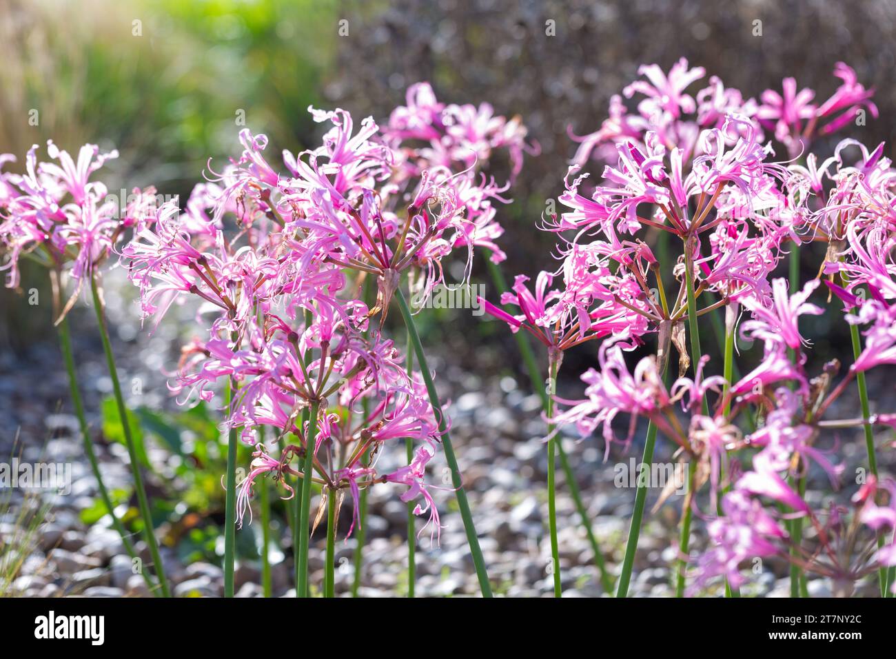 Pink Perennials in bloom - Bowden Lillies, Nerine bowdenii . Stock Photo