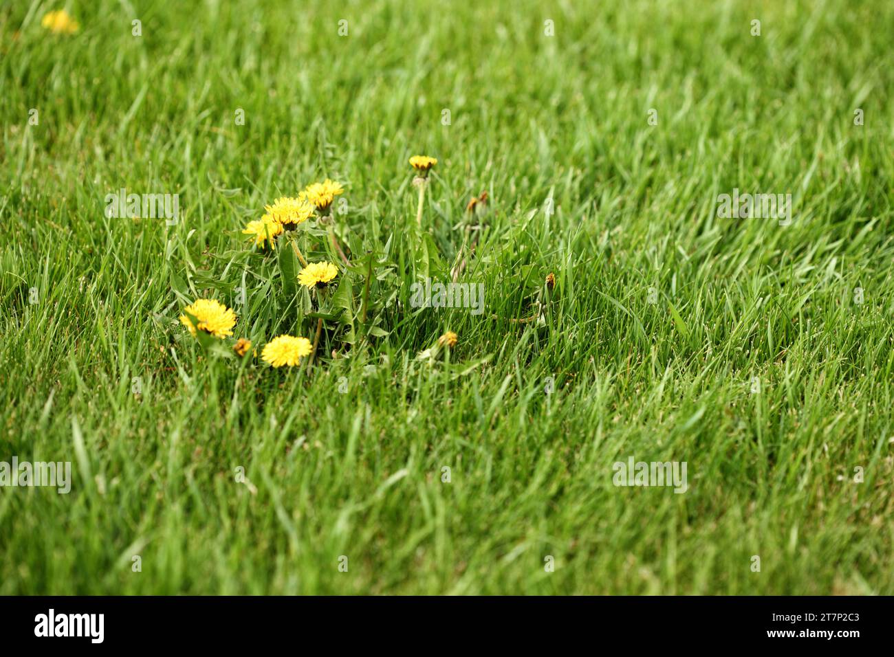 Dandelion weeds Taraxacum officinale, growing in a residential grass lawn. Stock Photo