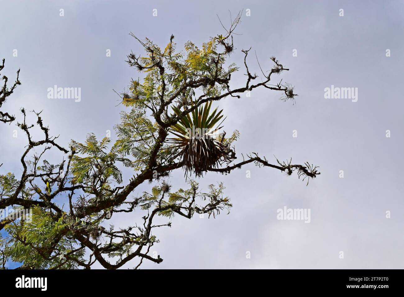 Bromeliad on tree branch in Petropolis, Rio de Janeiro, Brazil Stock Photo