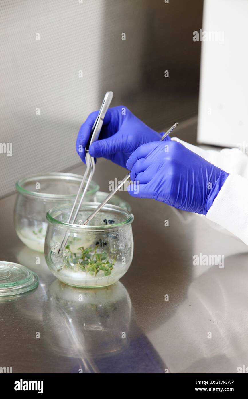 A horticultural scientist works with forcepts and a scalpel to splice different varieties of a plant species to create a disease and insect resistant Stock Photo