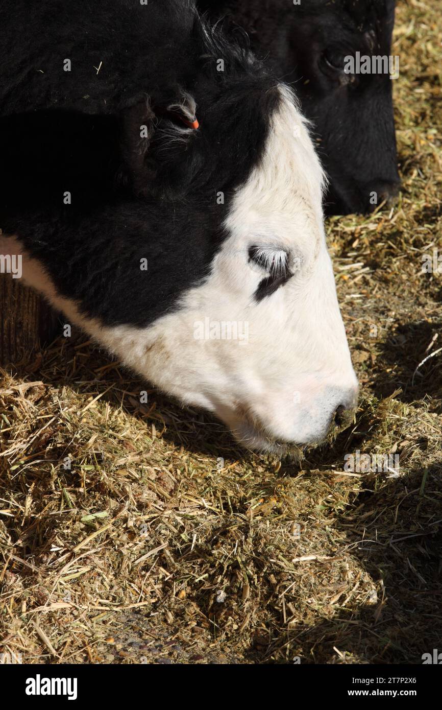A white faed Black Angus cow, eating chopped hay in a large commercial feedlot. Stock Photo
