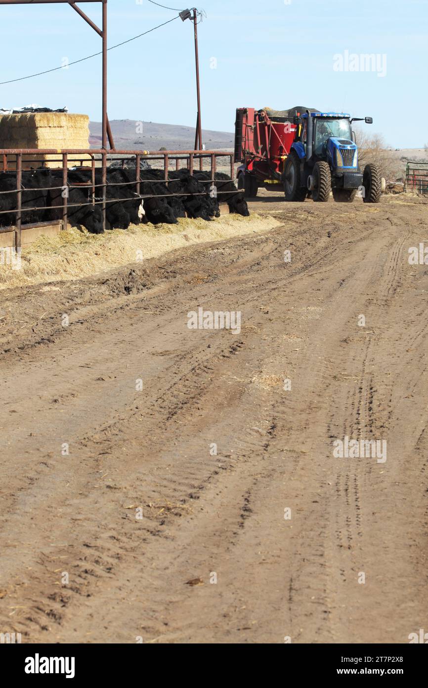 A tractor pulling a feed wagon prepares to deliver chopped feed to ca herd of Black Angus cattle in a feedlot. Stock Photo