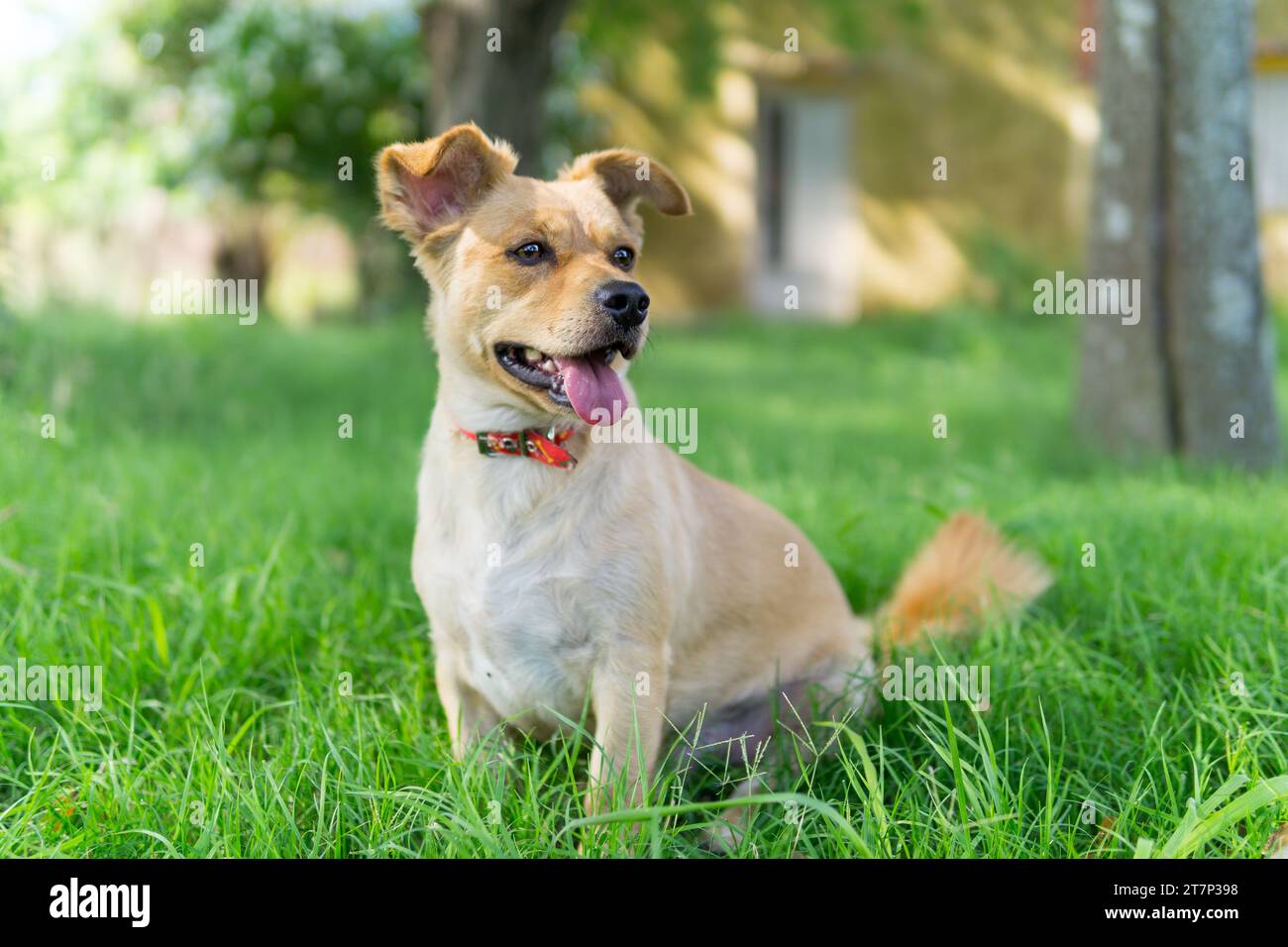 portraits of a beautiful breedless dog Stock Photo - Alamy
