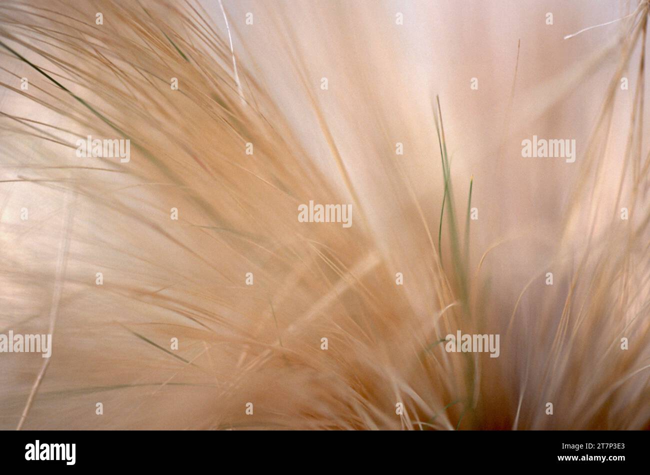 Closeup of Bright Colored Golden Grasses with One Green Stalk of Grass Stock Photo