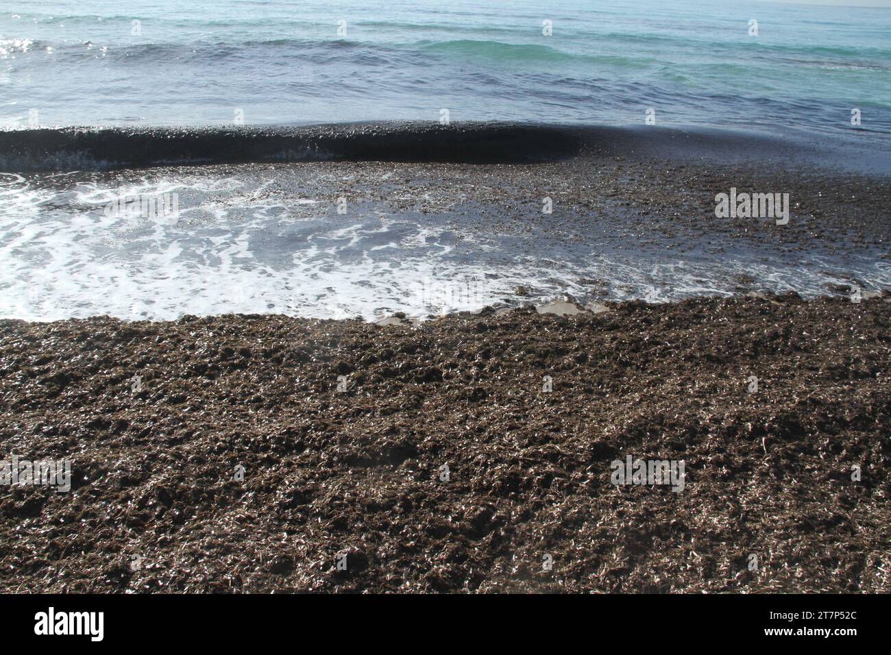 Punta Prosciutto, Puglia, Italy. Banquettes of Posidonia seagrass on a public beach, part of the Protected marine Area Porto Cesareo. Stock Photo