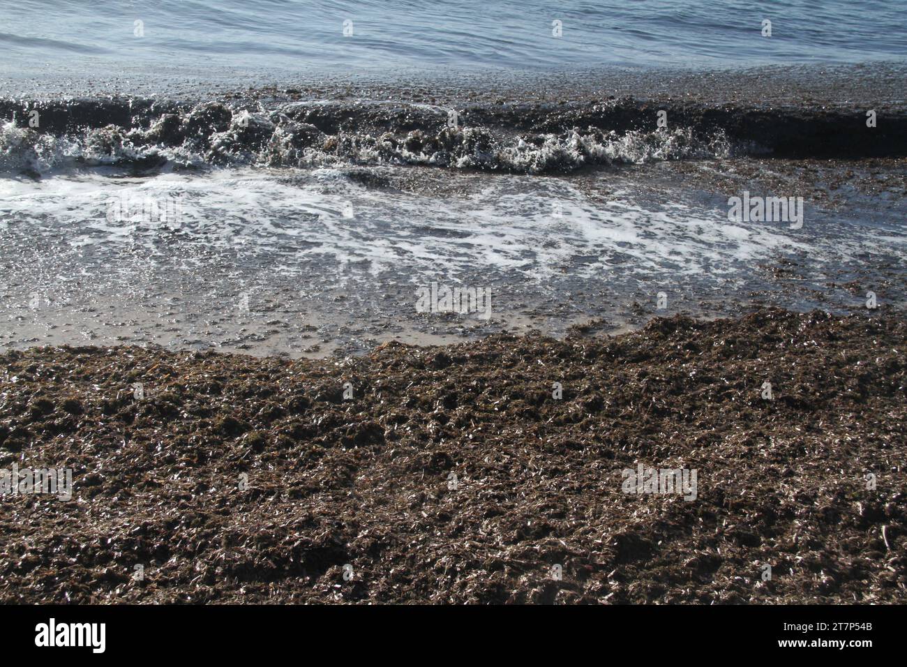 Punta Prosciutto, Puglia, Italy. Banquettes of Posidonia seagrass on a public beach, part of the Protected marine Area Porto Cesareo. Stock Photo