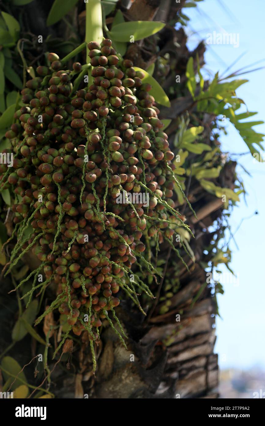 salvador, bahia, brazil - october 31, 2023: licuri tree - Syagrus coronata - seen in the city of Salvador. Stock Photo