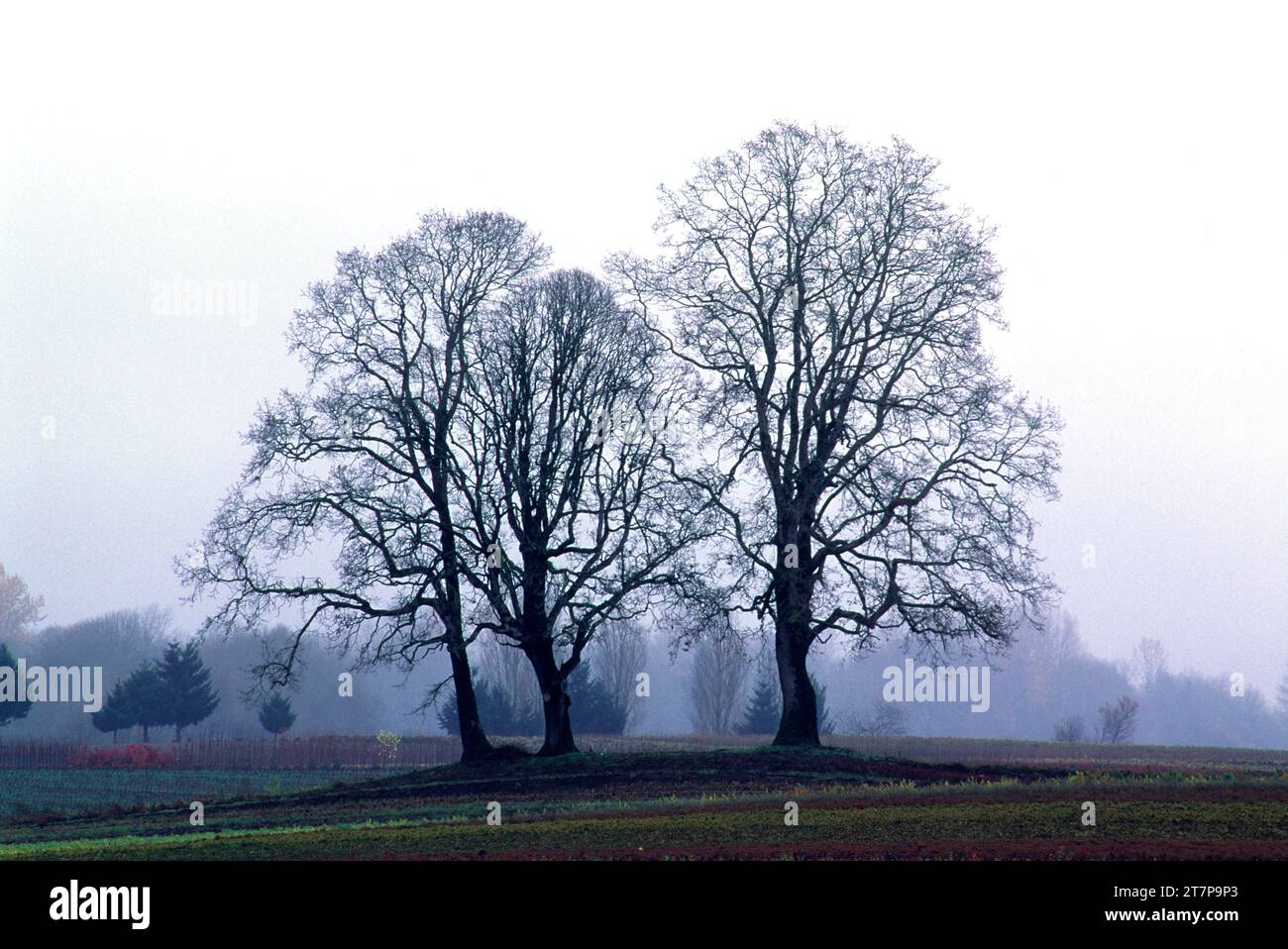 Oaks, Sauvie Island Wildlife Area, Oregon Stock Photo Alamy