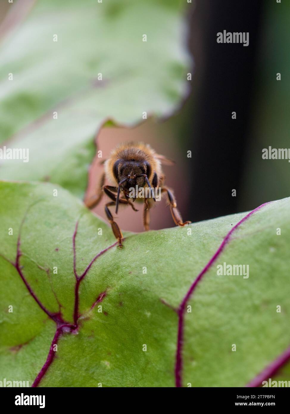 Bee on a beetroot leaf in the vegetable garden, facing front ton, Australia Stock Photo