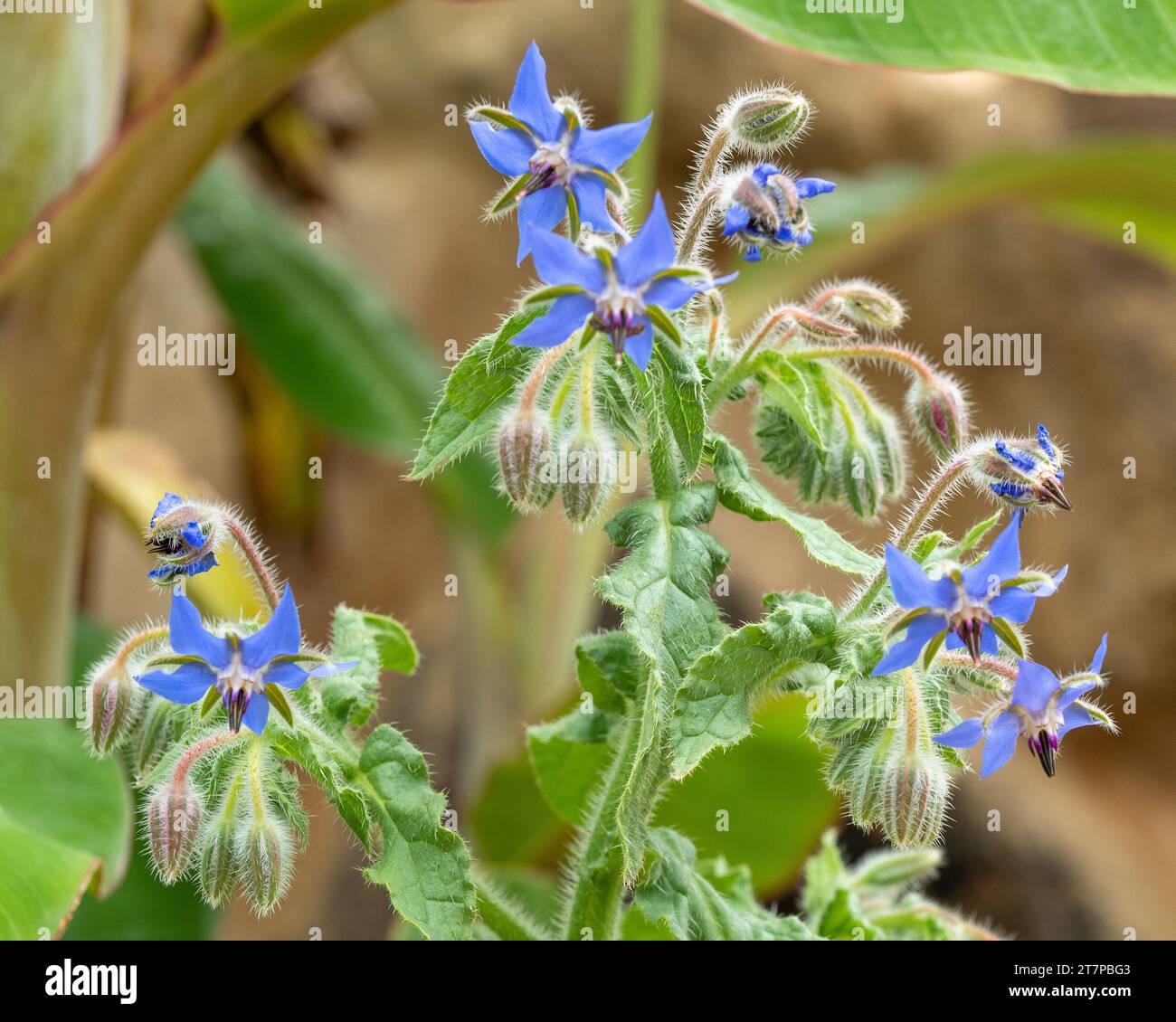 Borage One Star Flower Borago Officinalis Pretty Blue Edible Flowers 