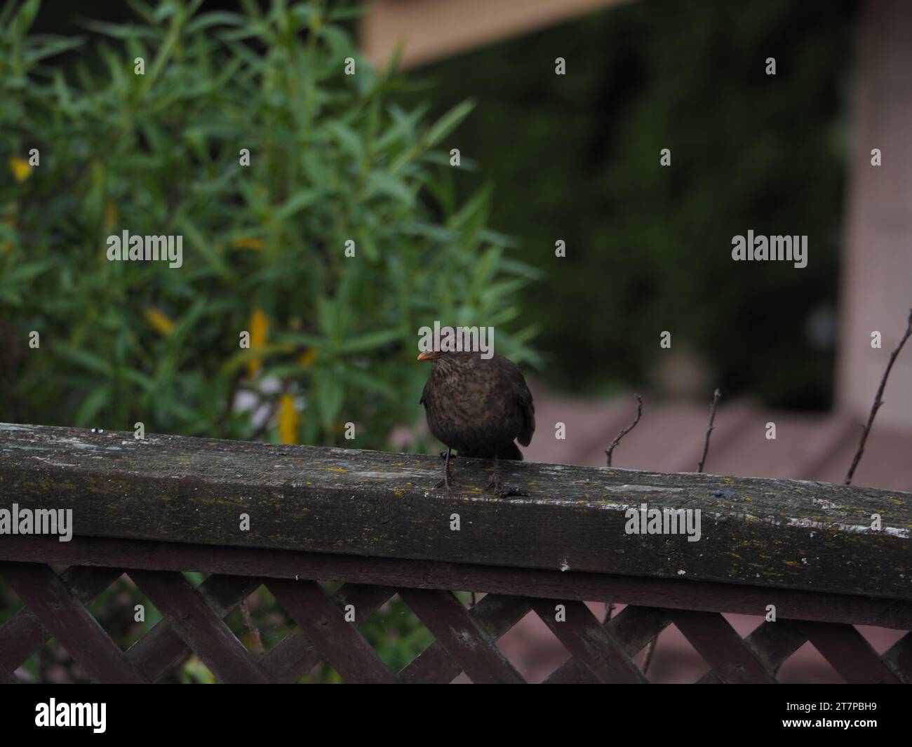 Blackbird sitting on a fence Stock Photo