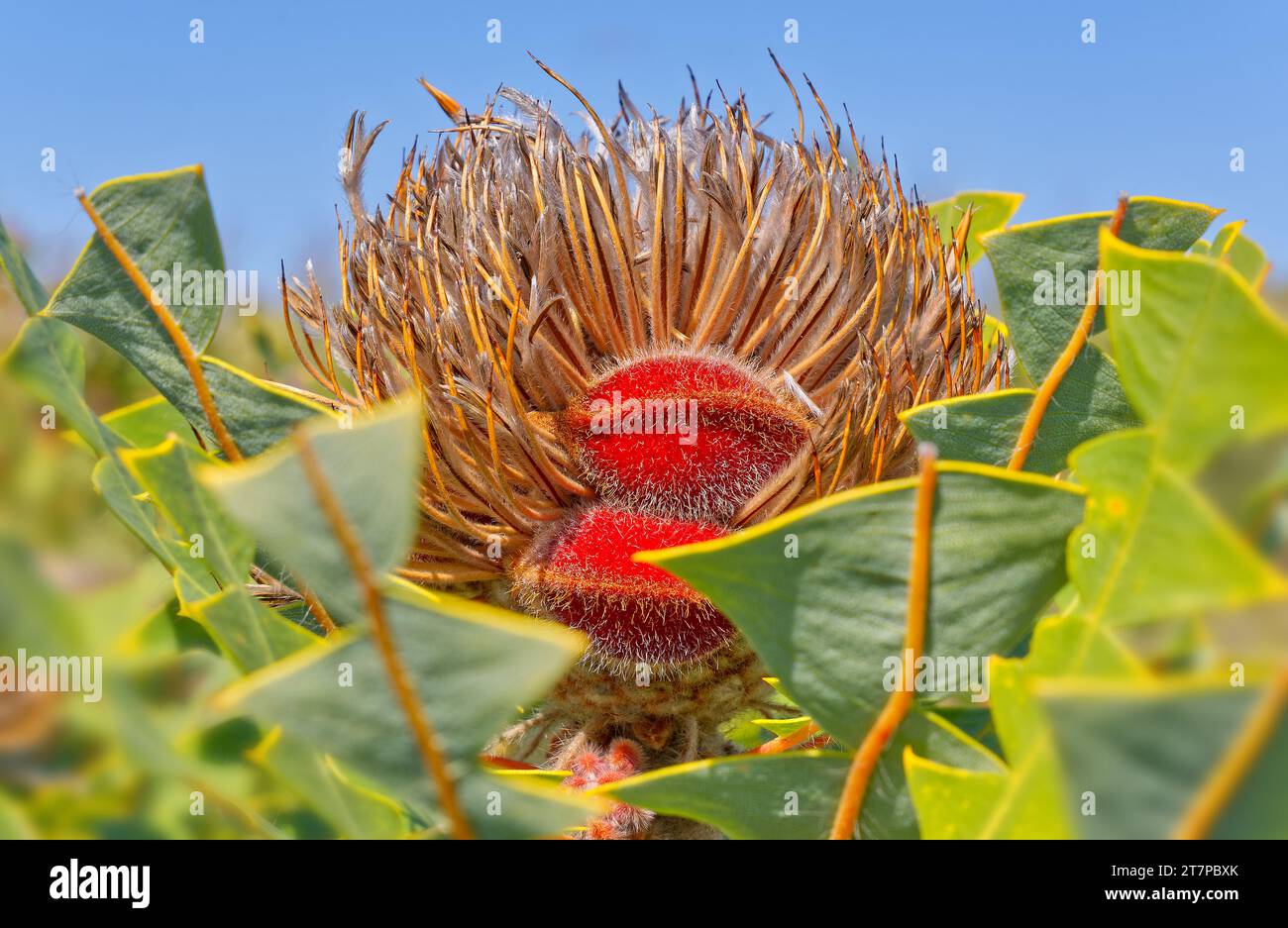 Close up view of Banksia baxteri seed capsule on old flower head with spiky leaves at Fitzgerald River National Park, Western Australia, Australia Stock Photo