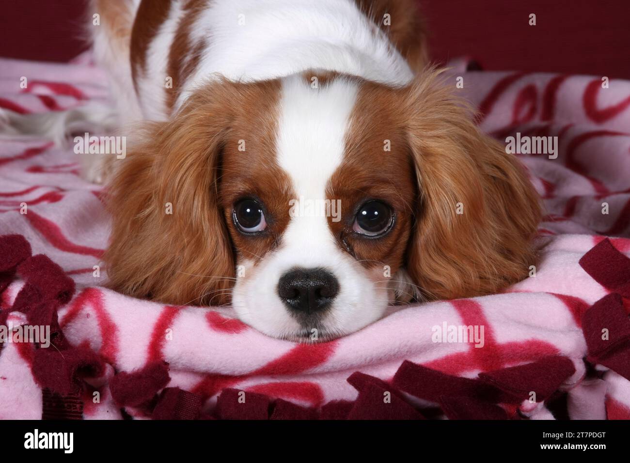 Cavalier King Charles Spaniel in a studio setting lying with head down