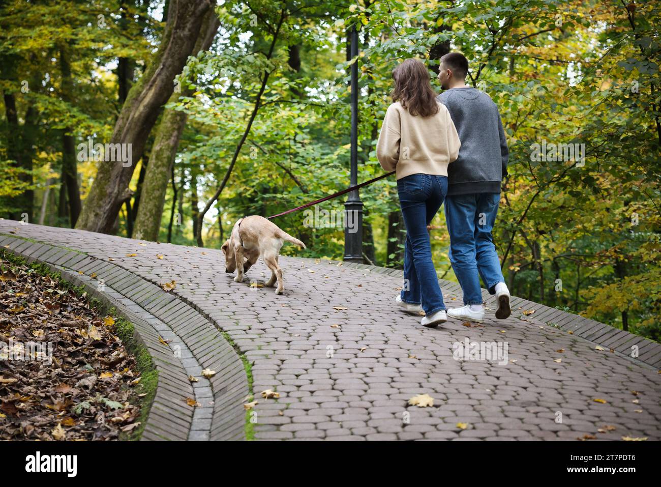 Back view adorable small golden hi-res stock photography and images - Alamy