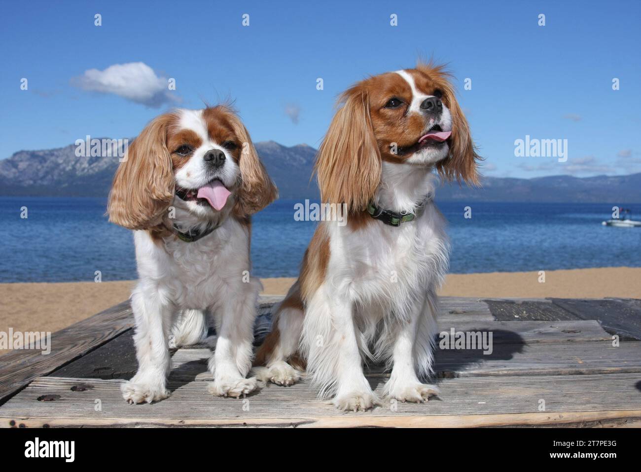 2 Cavalier King Charles Spaniels sitting on an old wood table at the beach. Lake Tahoe, blue sky and mountains in background Stock Photo