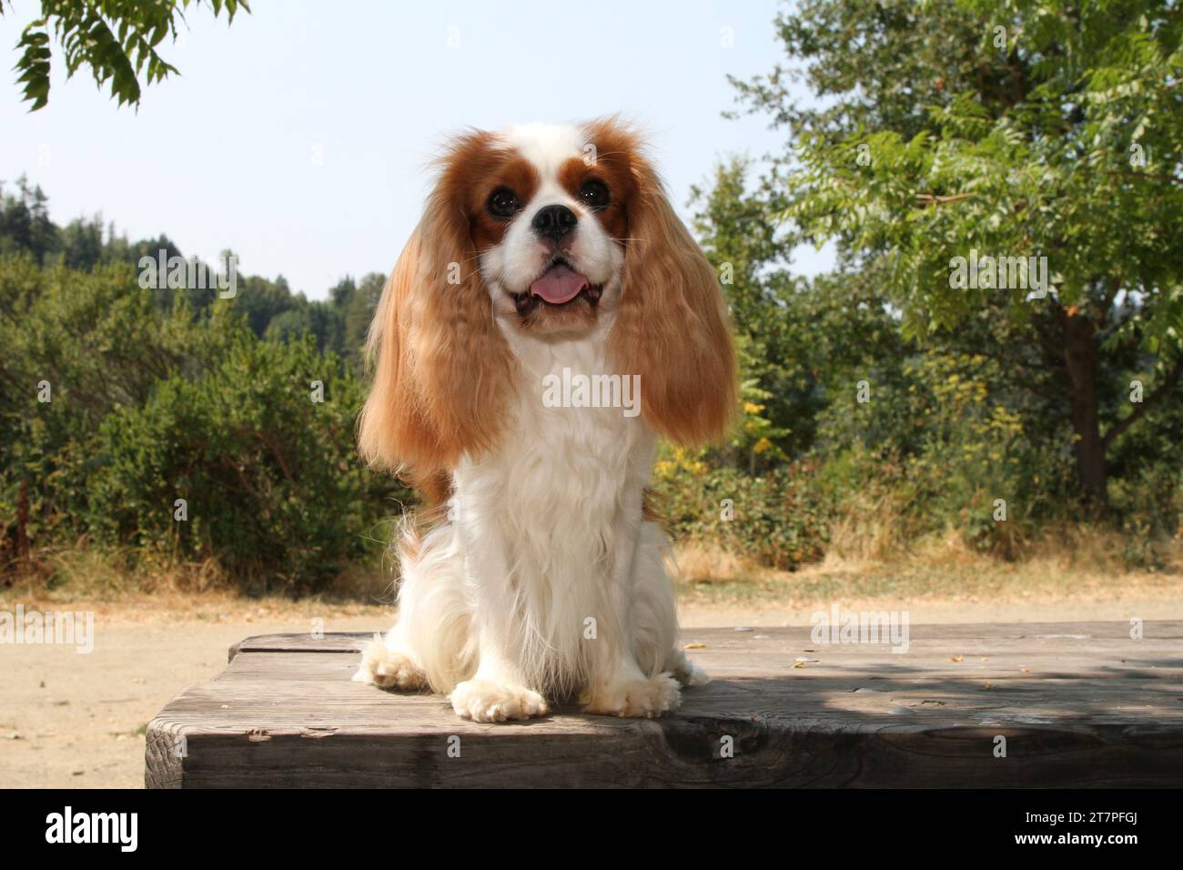 Cavalier King Charles Spaniel sitting on a picnic table at a park. Greenery and trees in background Stock Photo
