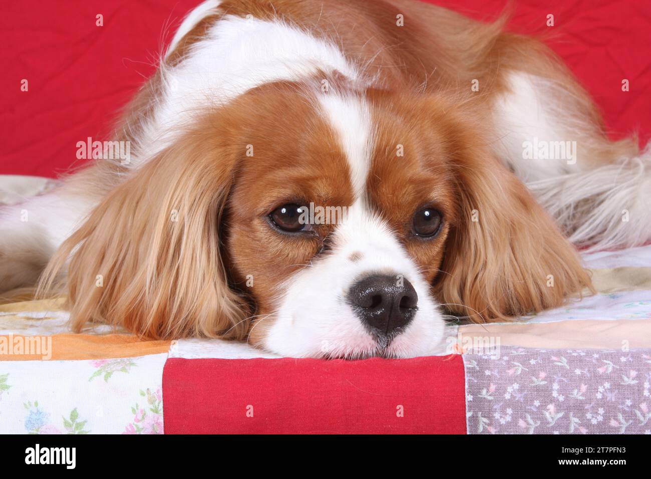 Cavalier King Charles Spaniel lying on a quilt with head down Stock