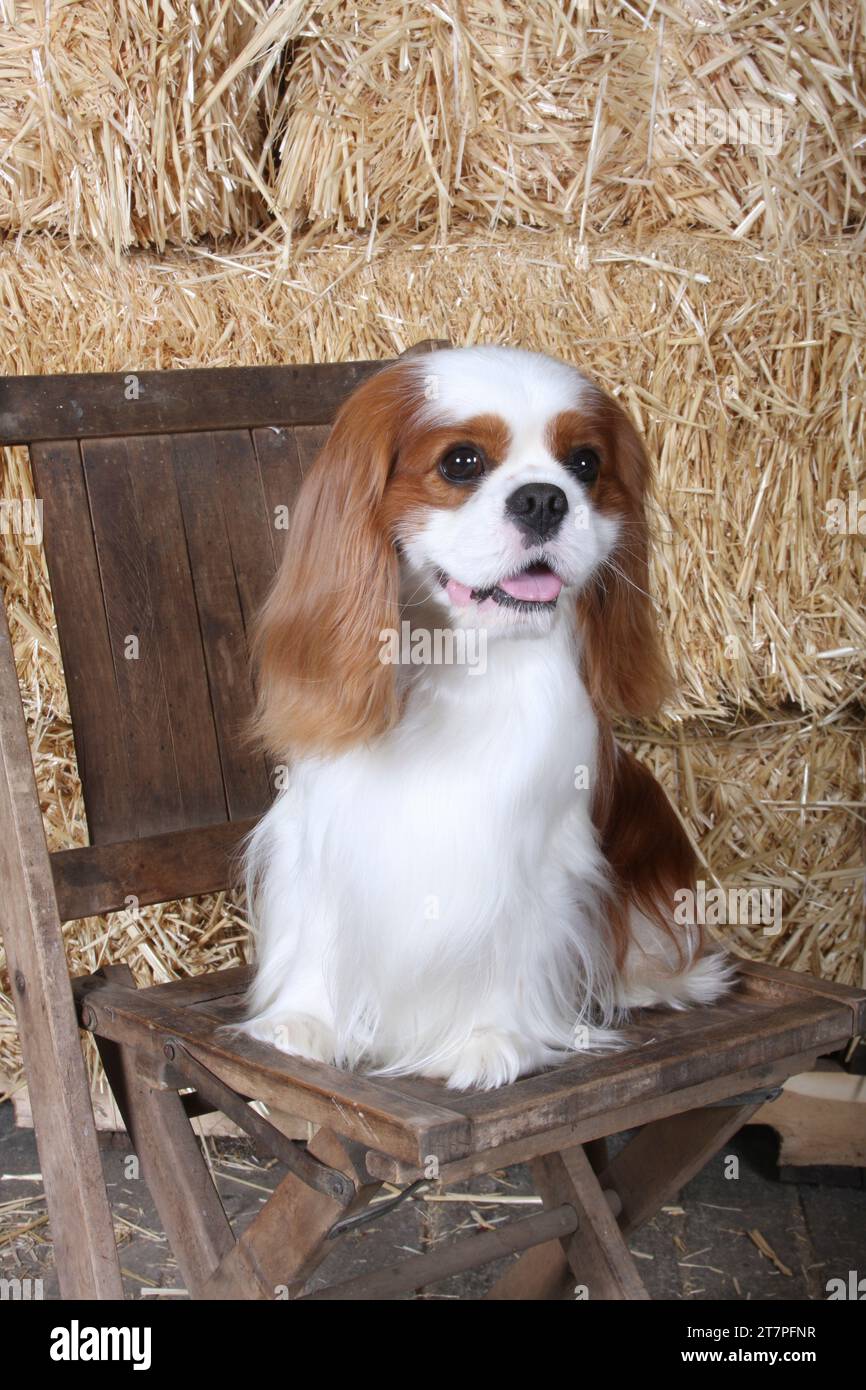 Cavalier King Charles Spaniel sitting in a chair in front of hay bales ...