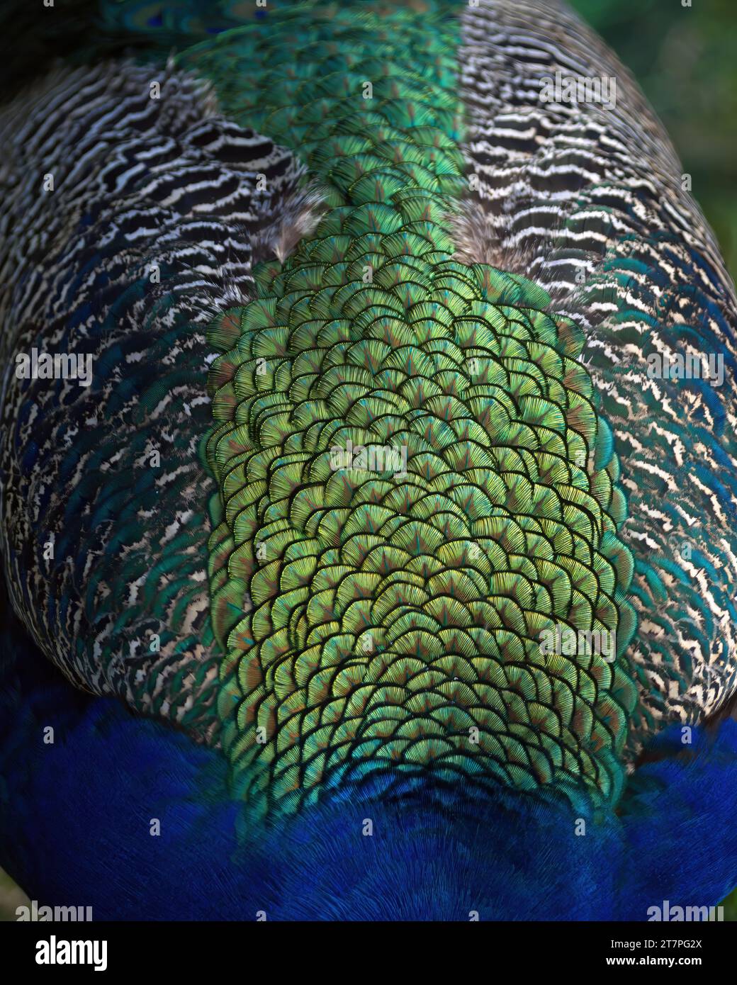 Indian peacock feathers showing patterns, texture, and vibrant yellow, blue, and green hues. Stock Photo