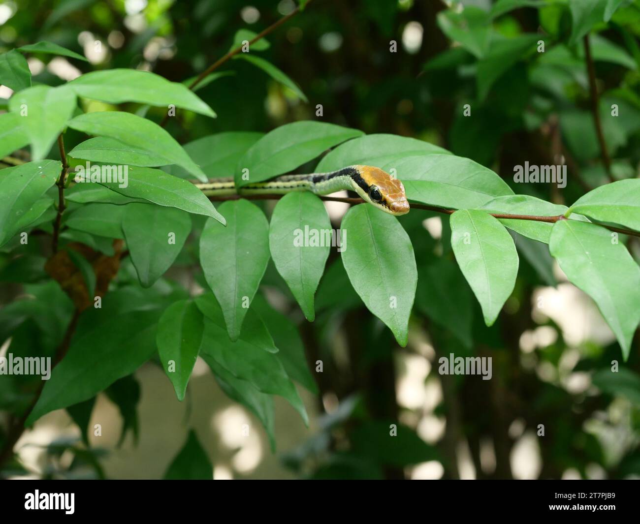 Common Bronzeback Snake (Dendrelaphis pictus) on green leaf  and plant tree, Brown head and the black and green patterns on body of Mildly-venomous Stock Photo