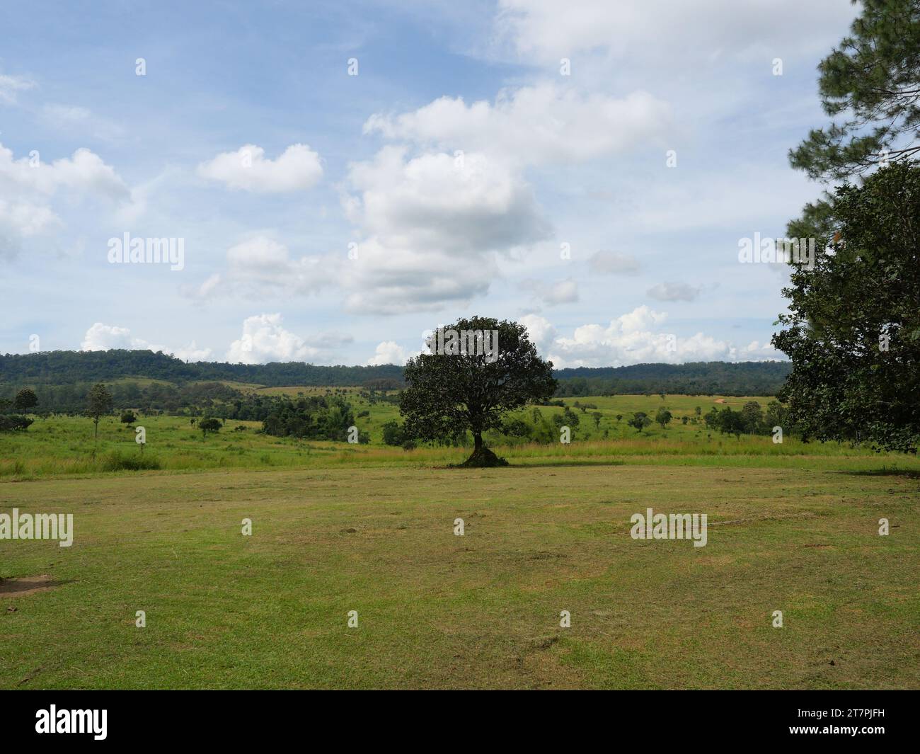 Meadow with green forest on mountain with blue and white cloud in background, Savanna or Savannah at Thung Salaeng Luang National Park, Thailand Stock Photo