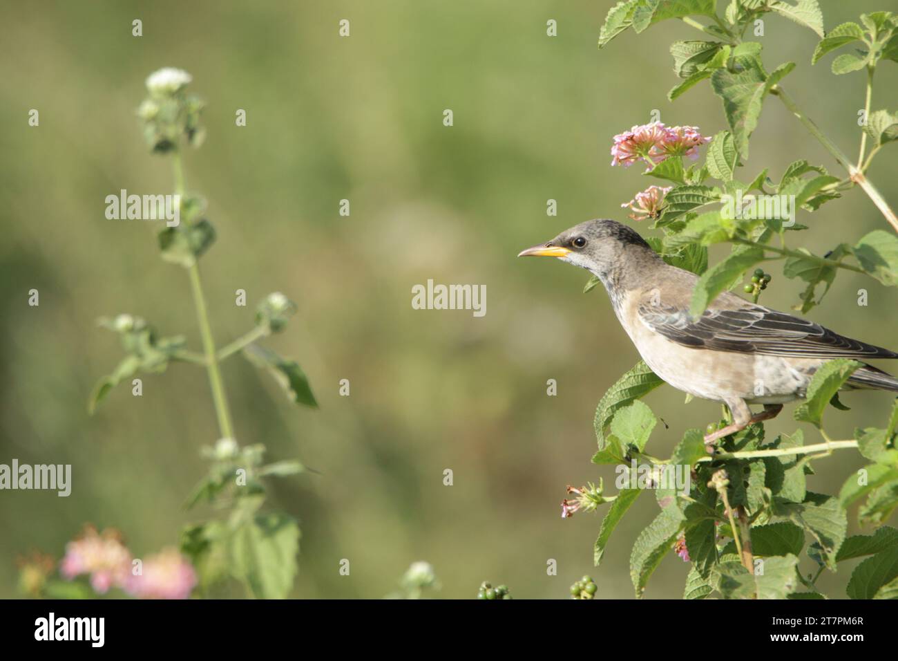 Birds of Sri Lanka in the Wild, Visit Sri Lanka Stock Photo