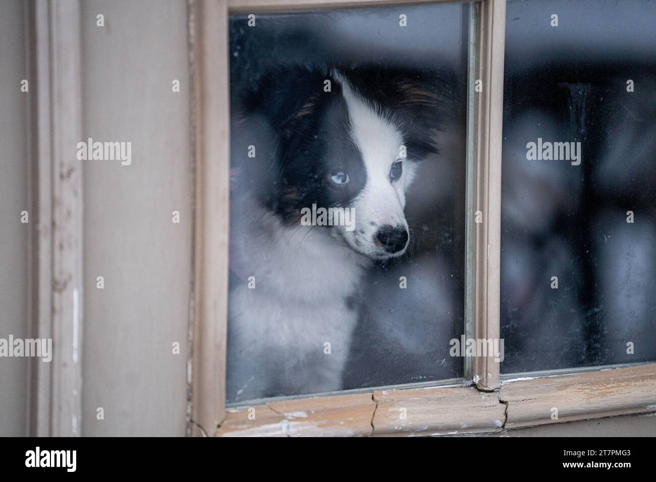 Australian Shepherd Looking Through Window Outside Cold Cozy Close Up Stock Photo
