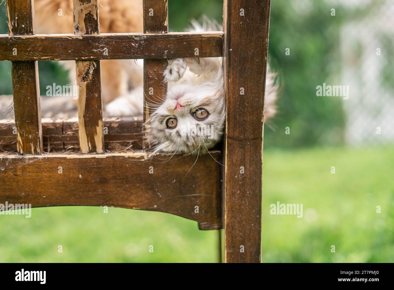 Scottish Fold Kitten Funny Upside down Rustic Portrait Outside Wood Funny Staring Odd looking at camera Stock Photo