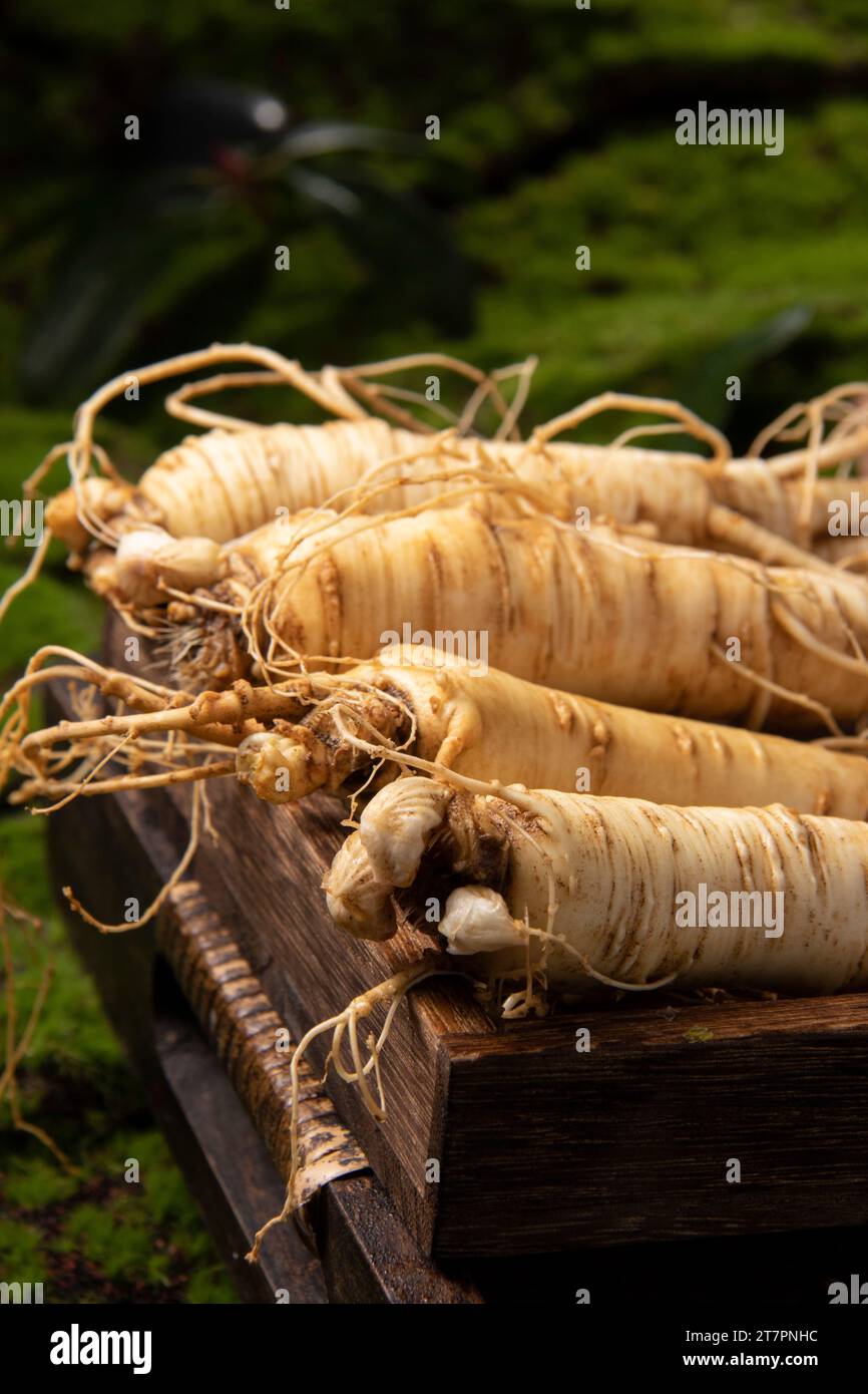 Fresh ginseng root, the amazing health benefits of ginseng you need to
