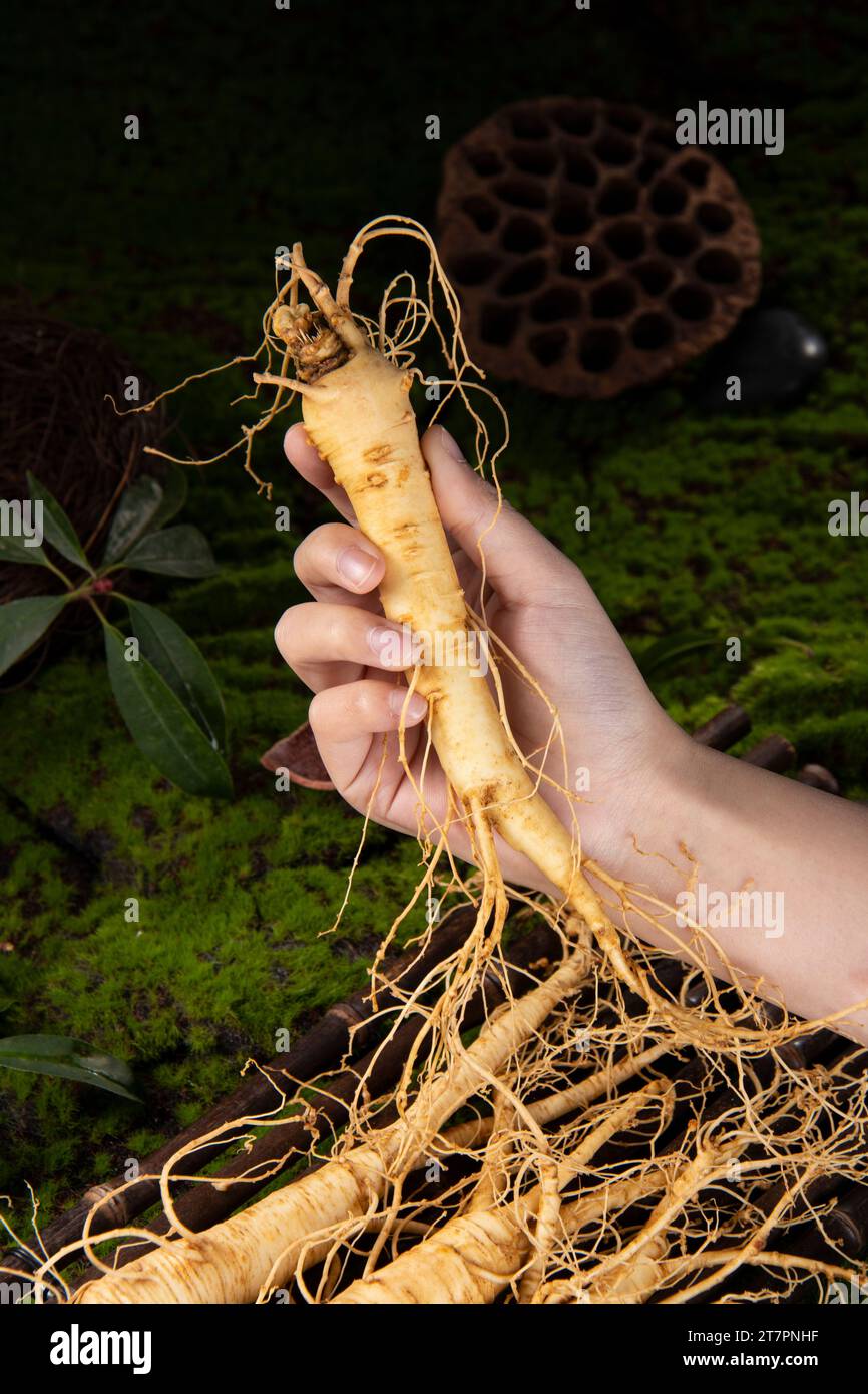 Fresh Ginseng Root The Amazing Health Benefits Of Ginseng You Need To Fresh Ginseng Root The Amazing Health Benefits Of Ginseng You Need To Know Ginseng Plant 2T7PNHF