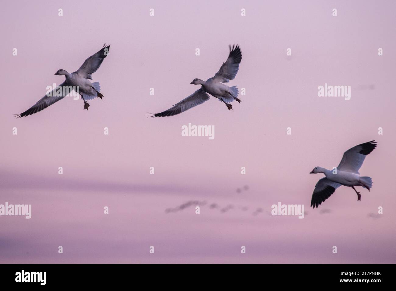 Snow geese (Anser caerulescens), this goose species visits Sacramento Wildlife refuge in California in huge numbers during their winter migration. Stock Photo