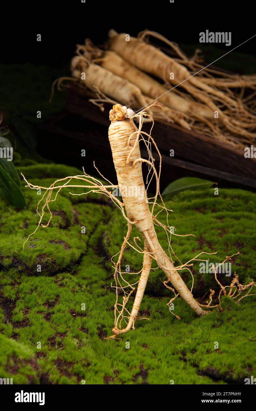 Fresh ginseng root, the amazing health benefits of ginseng you need to know, ginseng plant Stock Photo