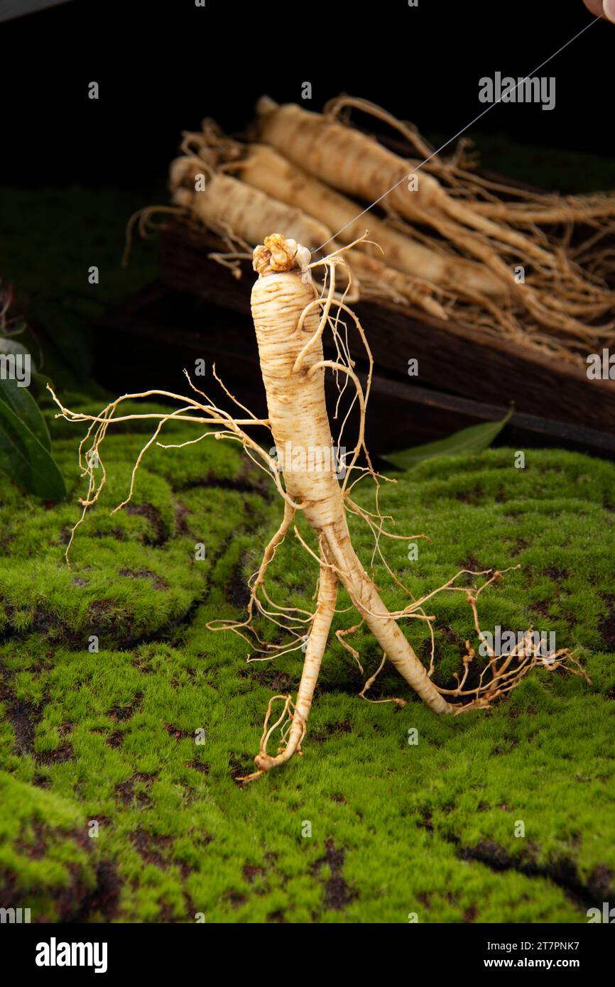 Fresh Ginseng Root The Amazing Health Benefits Of Ginseng You Need To Fresh Ginseng Root The Amazing Health Benefits Of Ginseng You Need To Know Ginseng Plant 2T7PNK7