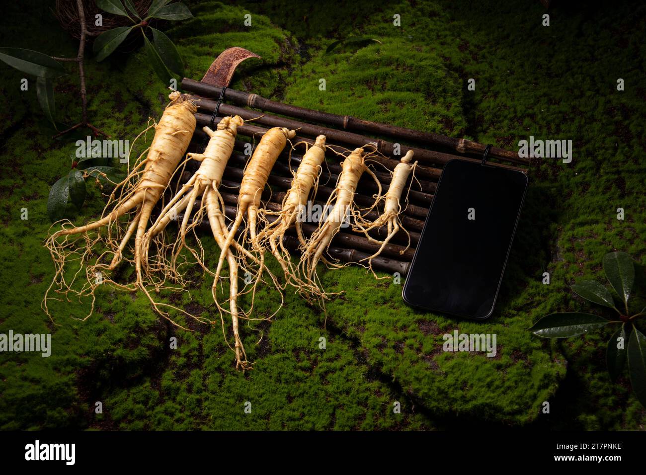 Fresh ginseng root, the amazing health benefits of ginseng you need to ...
