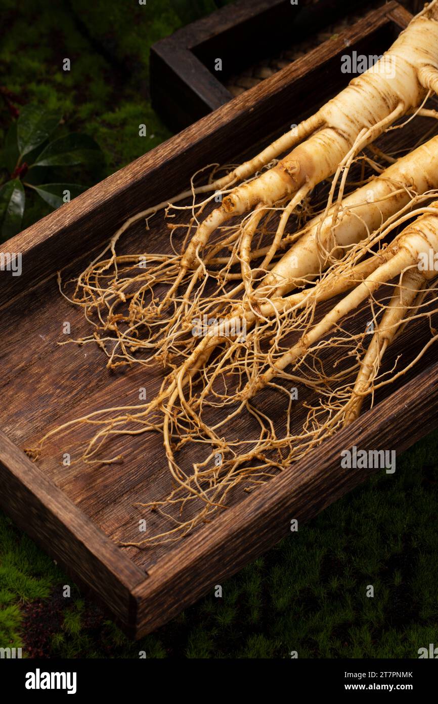 Fresh ginseng root, the amazing health benefits of ginseng you need to ...