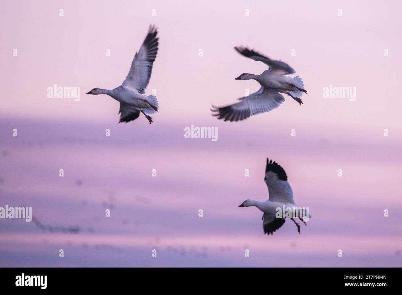 Snow geese (Anser caerulescens), this goose species visits Sacramento Wildlife refuge in California in huge numbers during their winter migration. Stock Photo