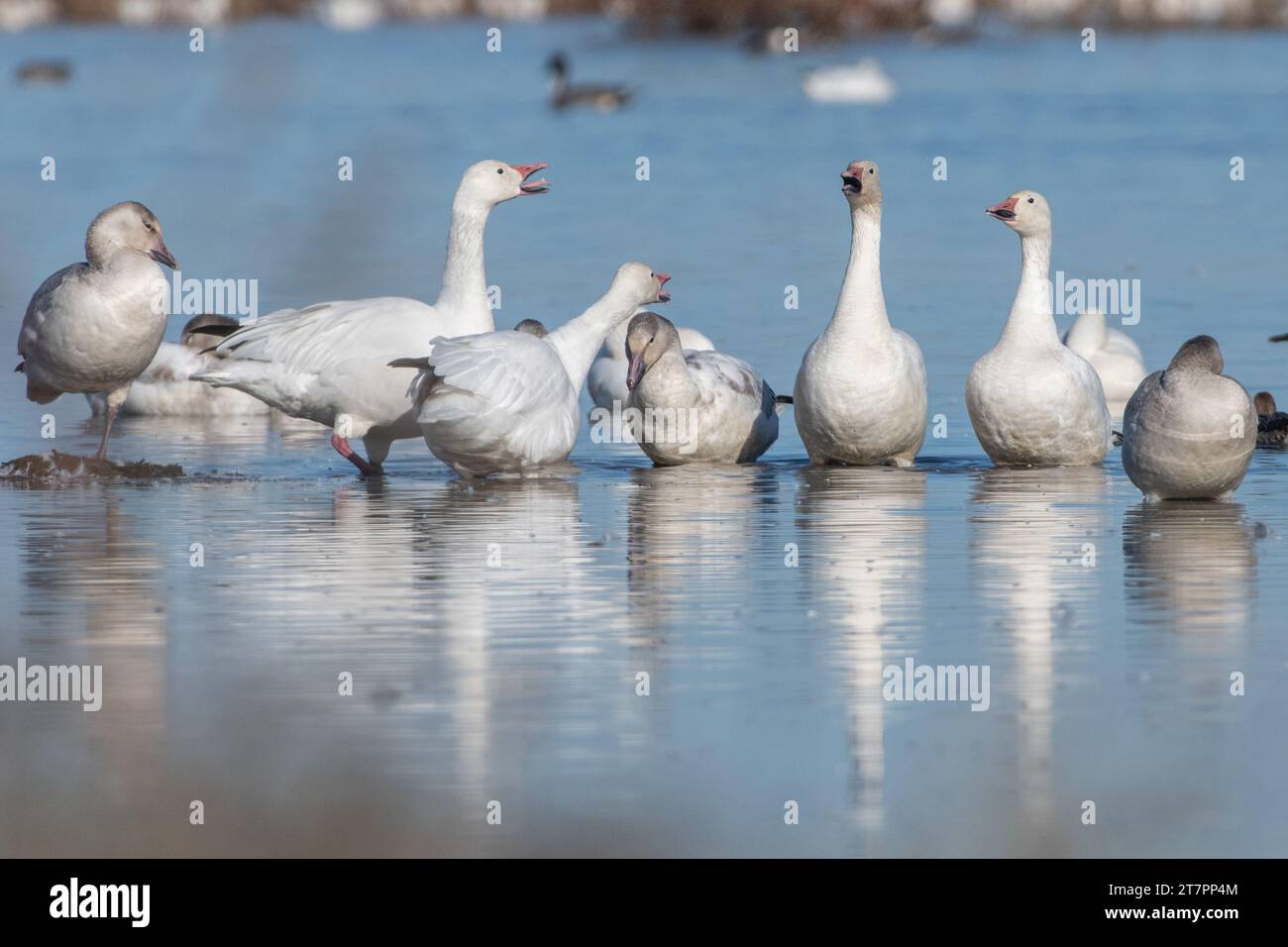 A group of snow geese, Anser caerulescens, communicating in a shallow marsh in Sacramento Wildlife Refuge in California, USA. Stock Photo