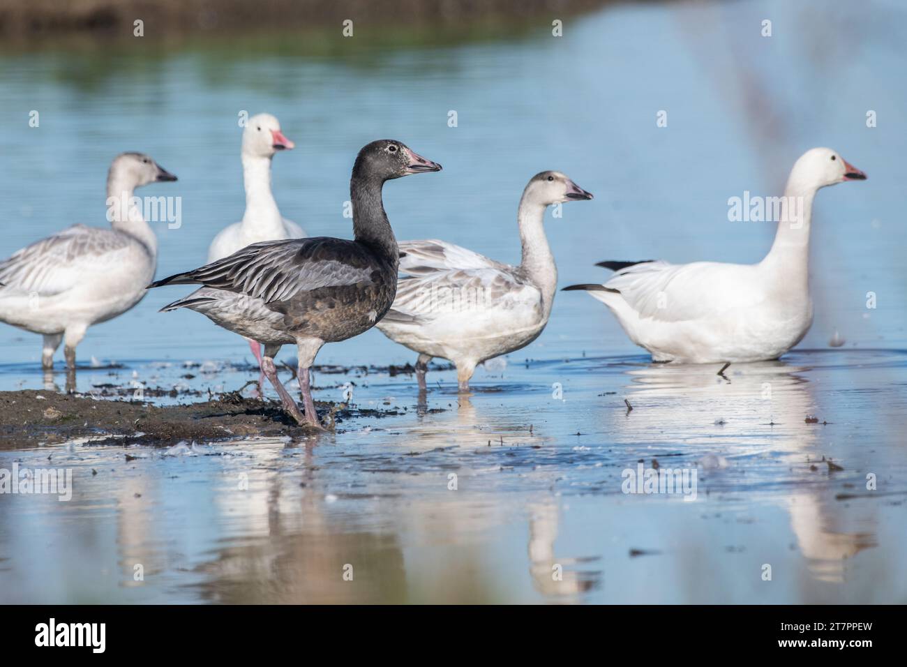 A blue morph snow goose, Anser caerulescens, surrounding by normal looking geese in Sacramento wildlfie refuge in the Central valley of California. Stock Photo