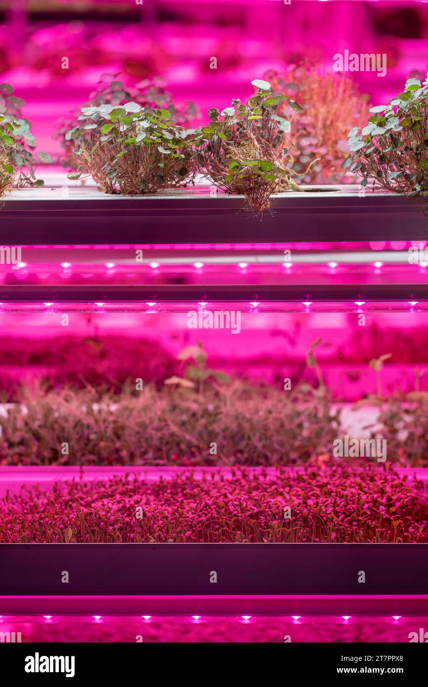 Full spectrum LED grow lights for Nasturtium. Hydroponics and modern methods of growing microgreens Stock Photo