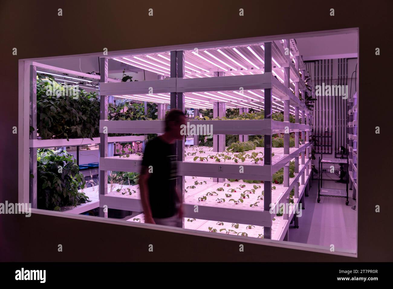 Urban farmer Jeff Brown tends to plants growing under LED lights at