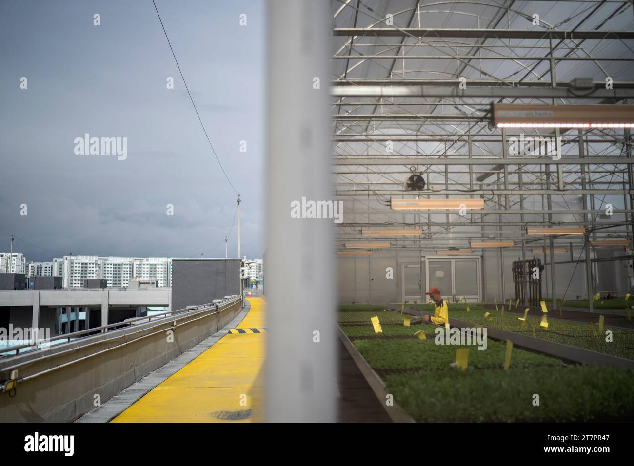 A worker tends to plants growing in a greenhouses at ComCrop, Singapore ...