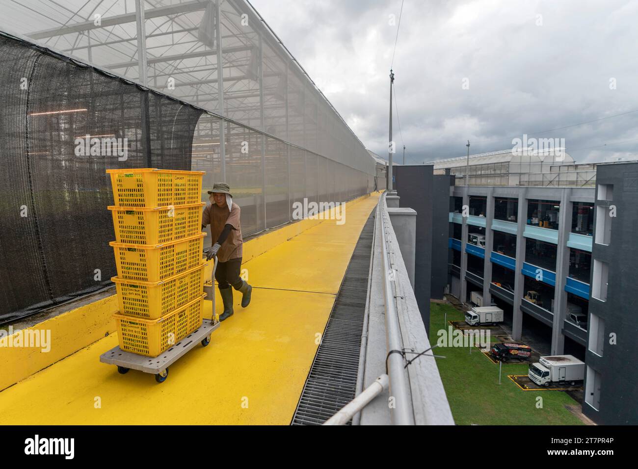 A worker pushes a cart of harvested plants from a greenhouse above a ...