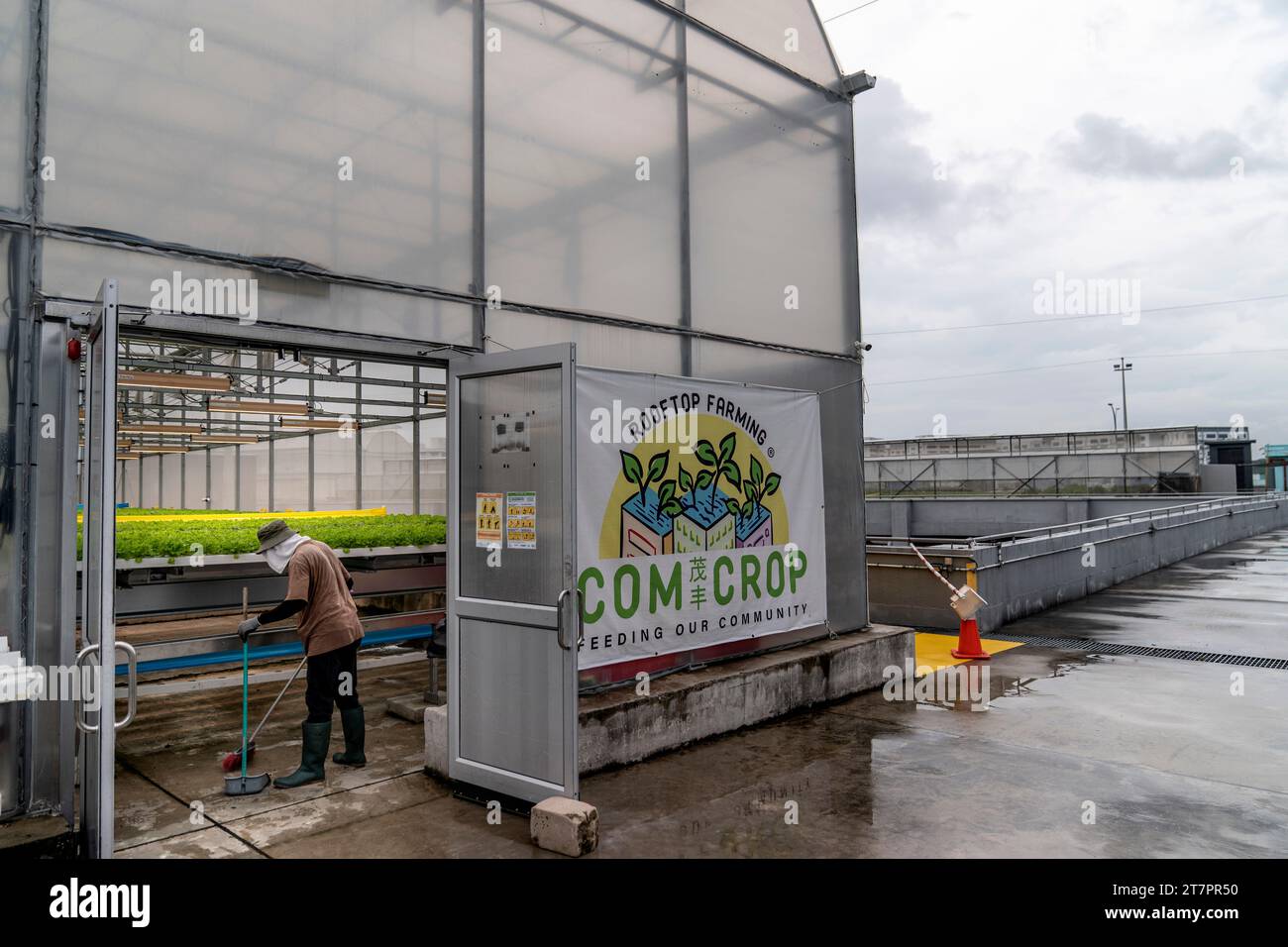 A worker sweeps a greenhouse at ComCrop, Singapore's first commercial ...