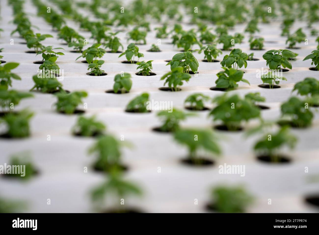 Basil plants grow inside a greenhouse at ComCrop, Singapore's first ...