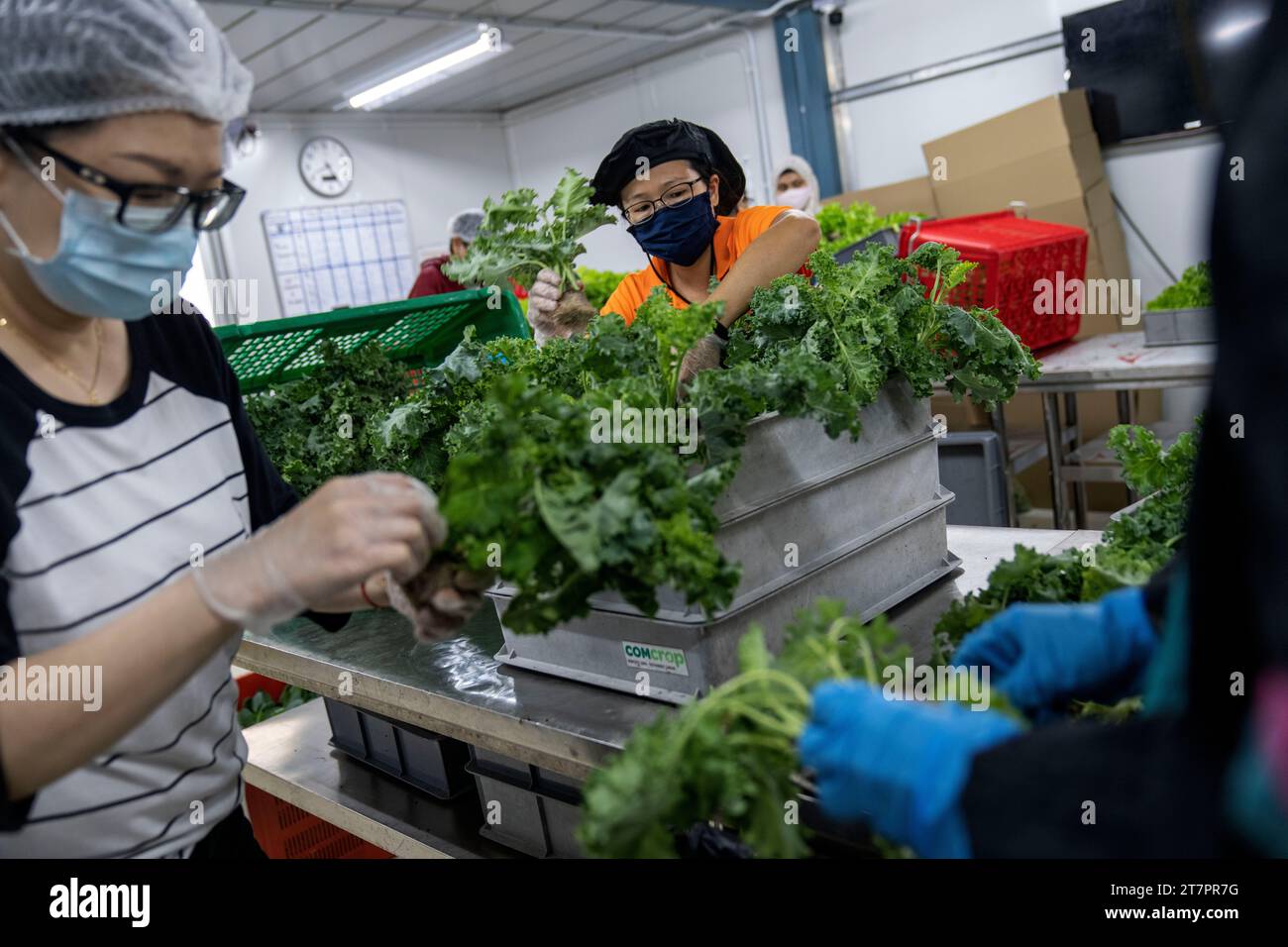 Workers harvest vegetables growing in a greenhouse on top of a parking ...