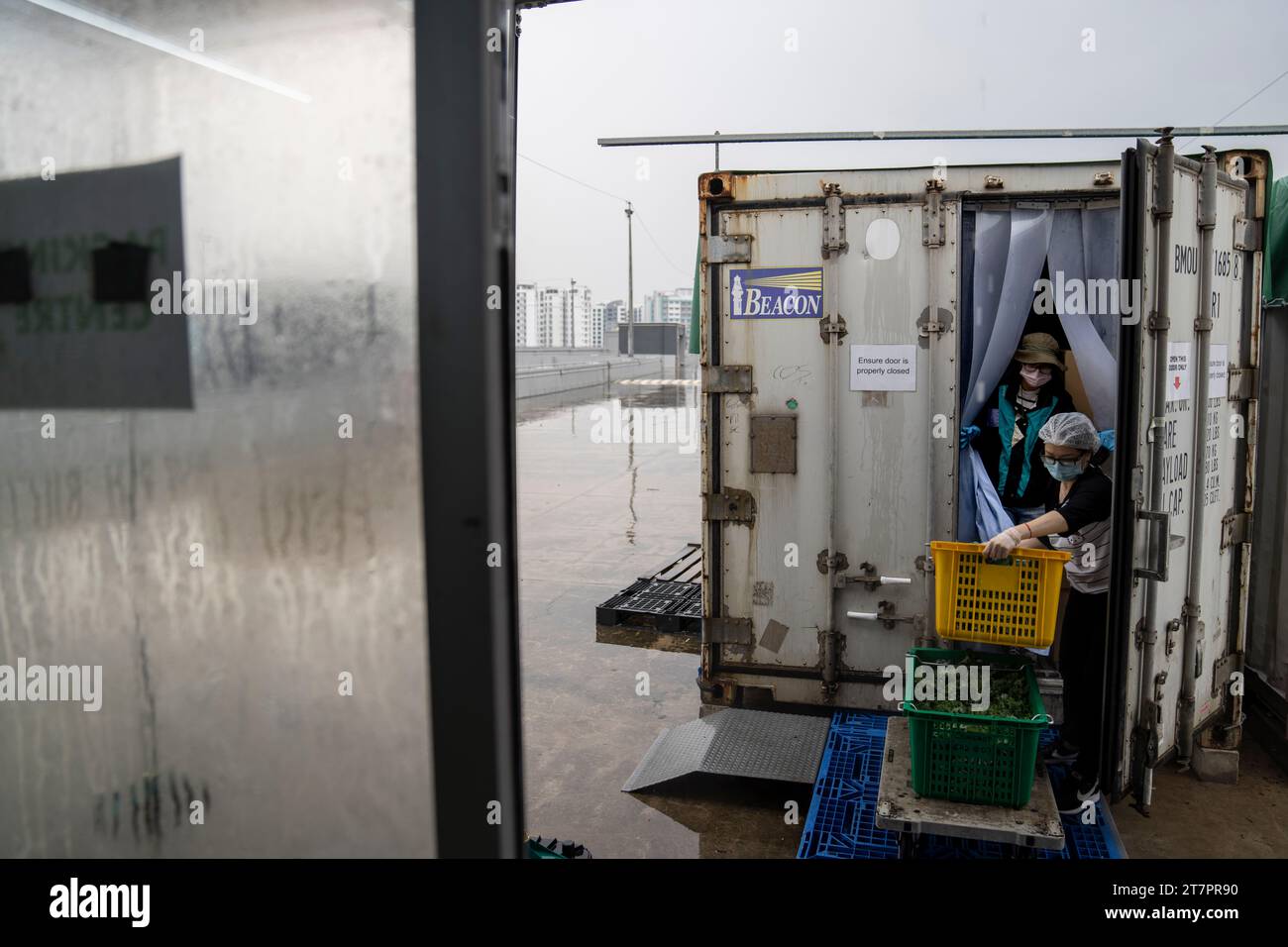 Workers harvest vegetables growing in a greenhouse on top of a parking ...