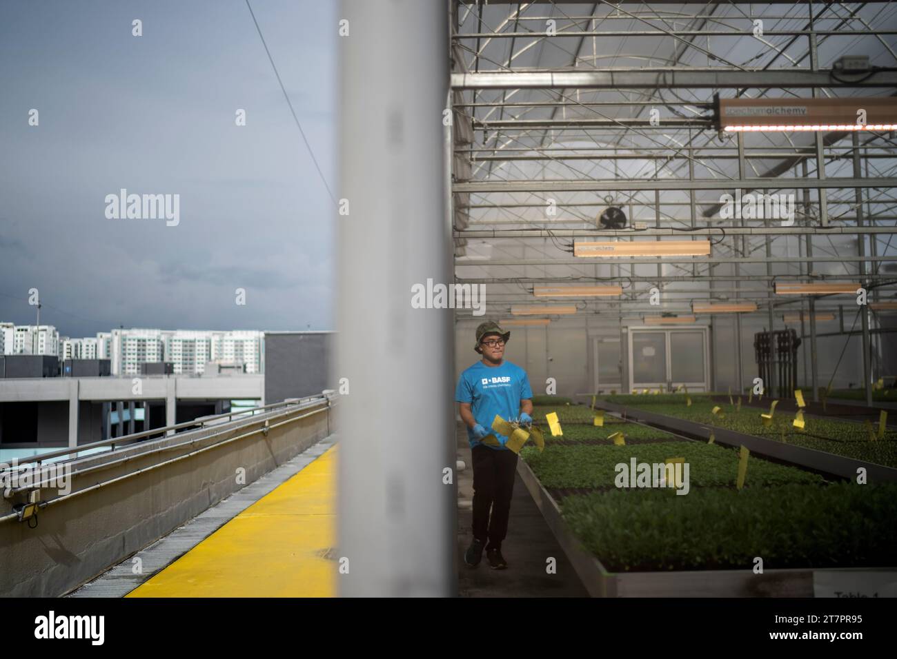 A worker tends to plants growing in a greenhouses at ComCrop, Singapore ...