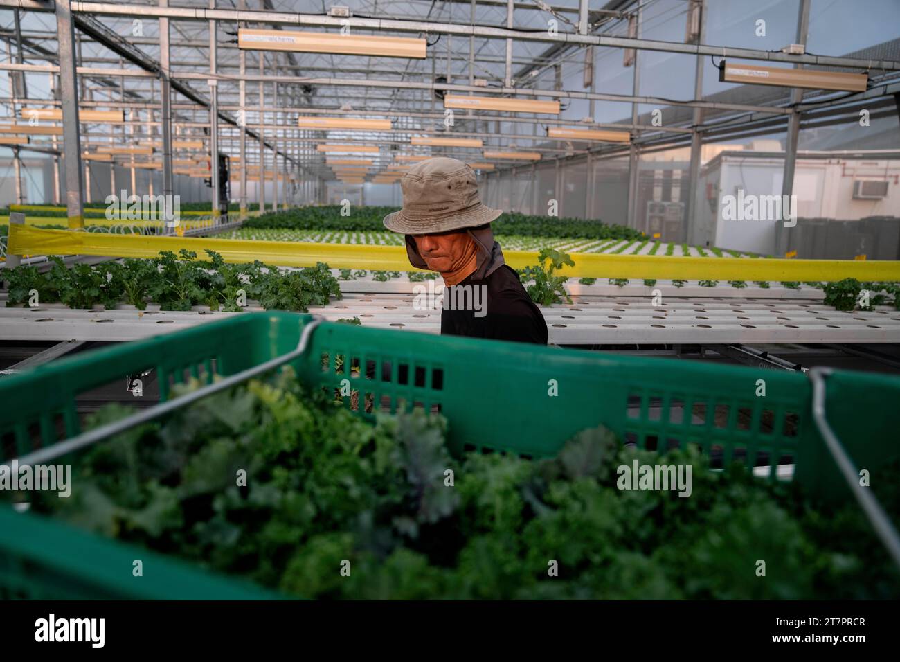 Workers harvest vegetables growing in a greenhouse on top of a parking ...